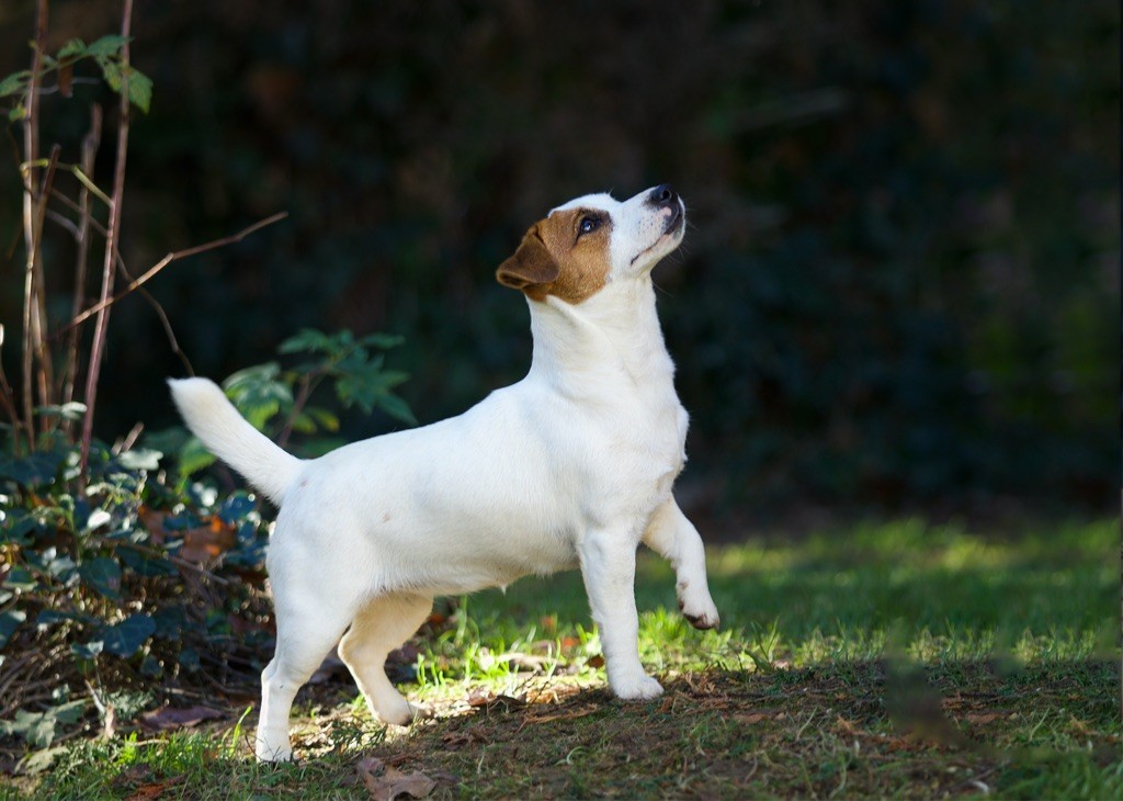 Ruby girl Du Bois De Capsil