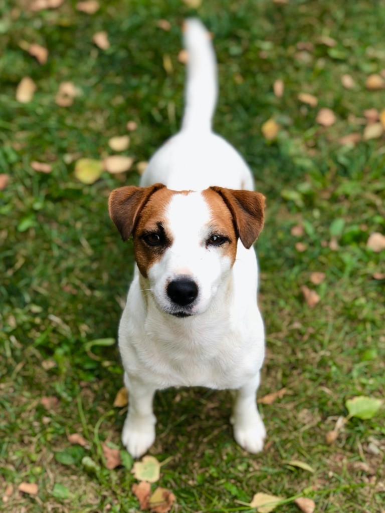 Ruby girl Du Bois De Capsil