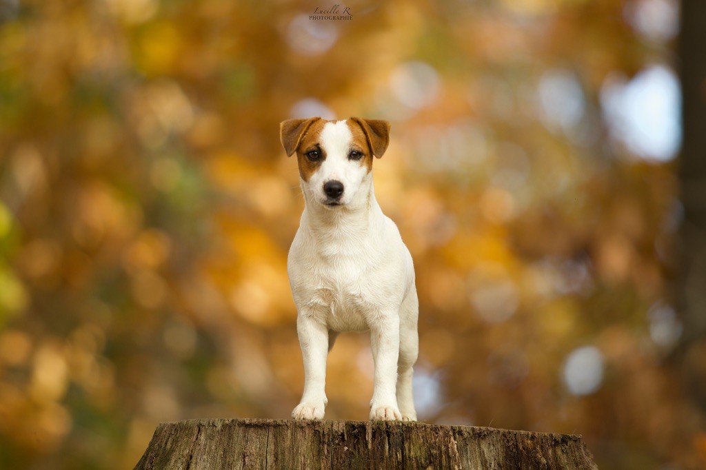 Ruby girl Du Bois De Capsil