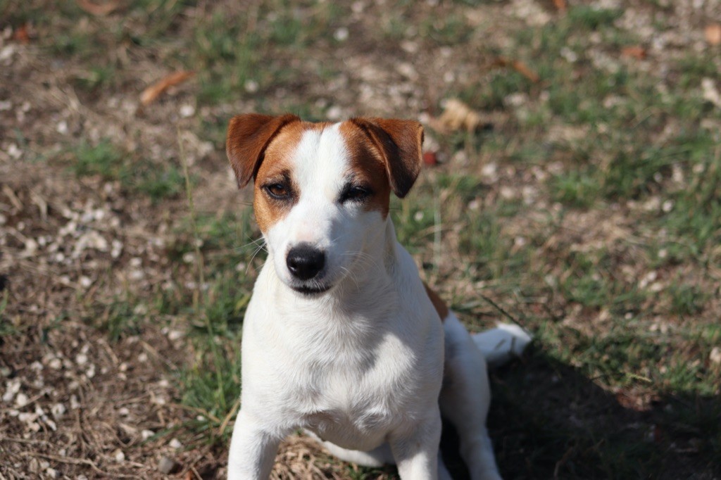 Ruby girl Du Bois De Capsil