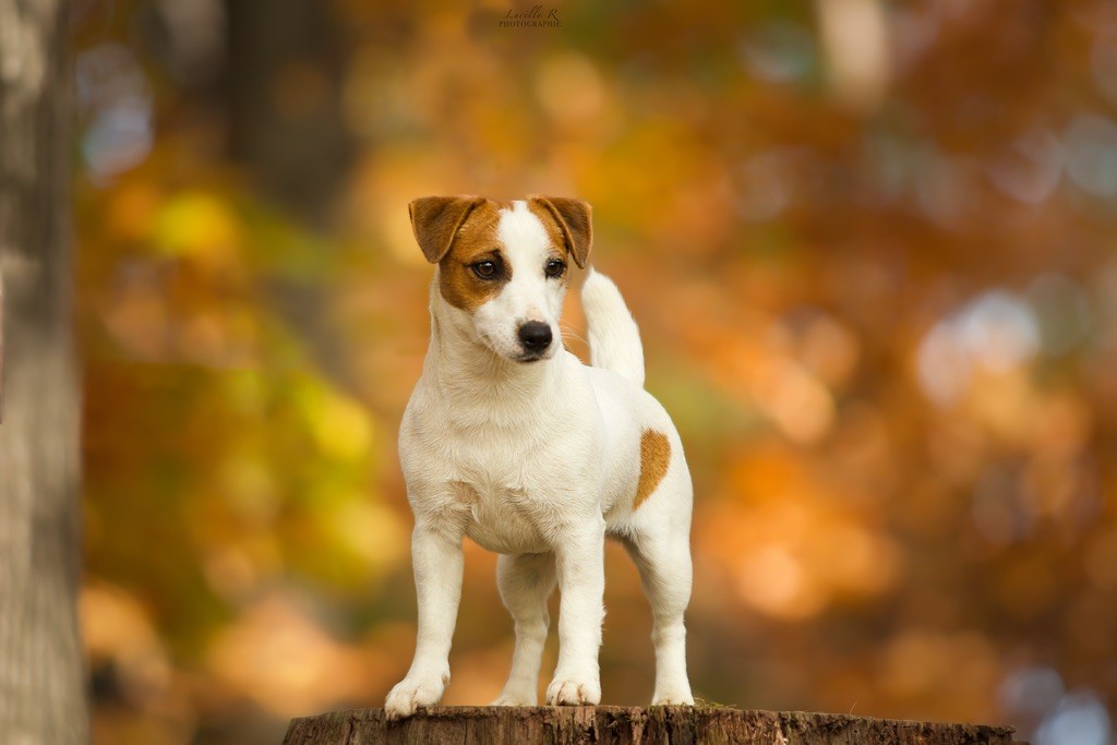 Ruby girl Du Bois De Capsil