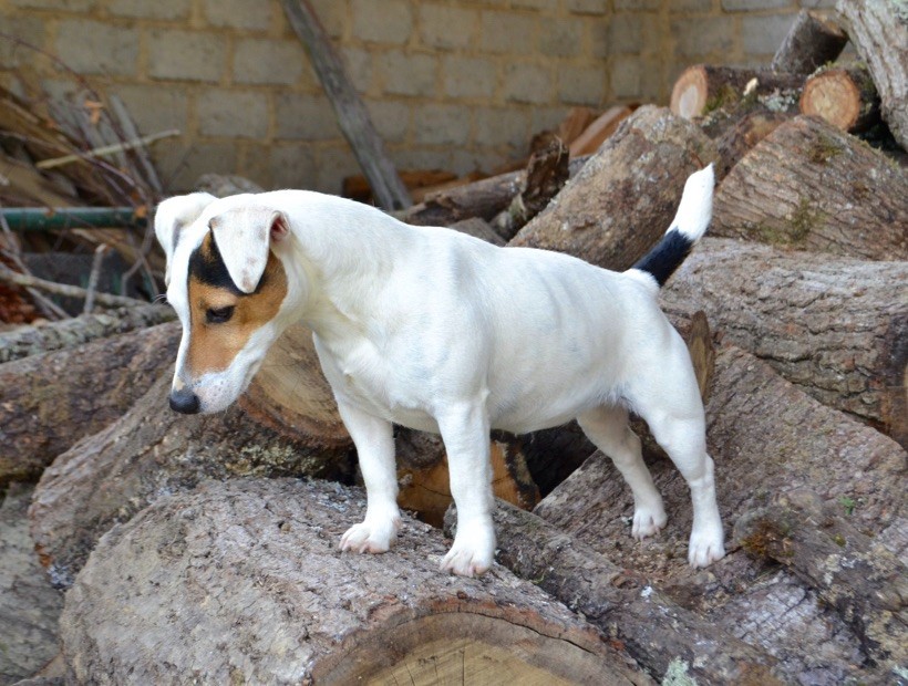 Nessy Du Bois De Capsil