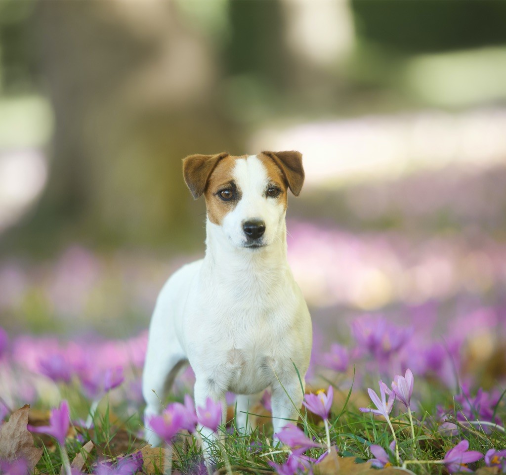 Ruby girl Du Bois De Capsil