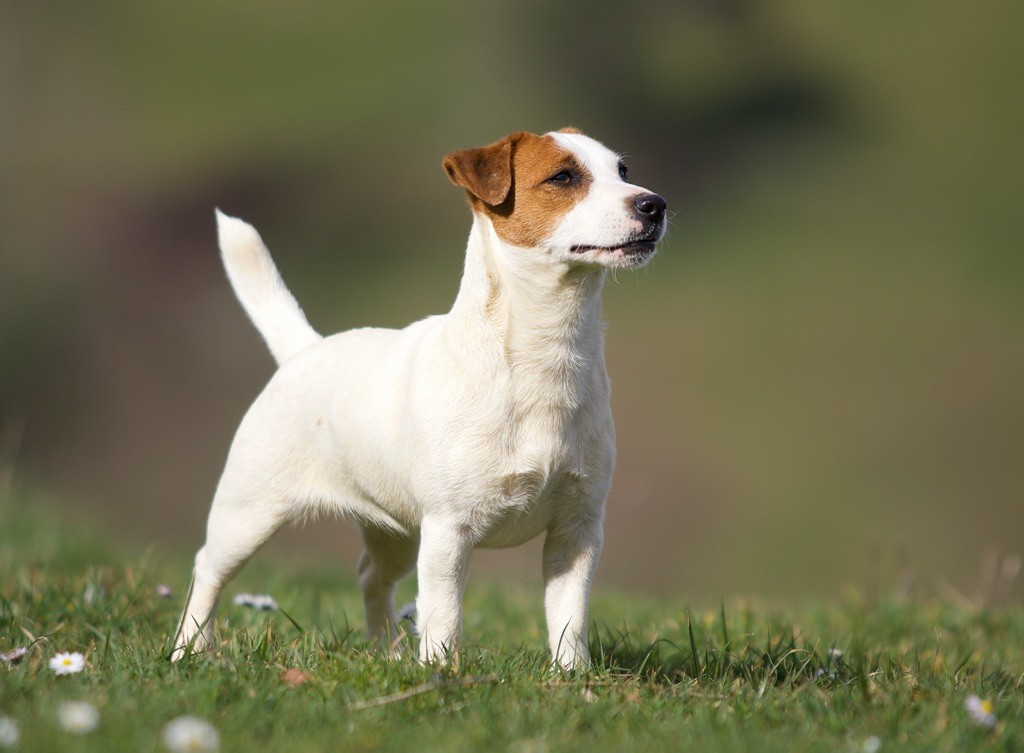 Ruby girl Du Bois De Capsil