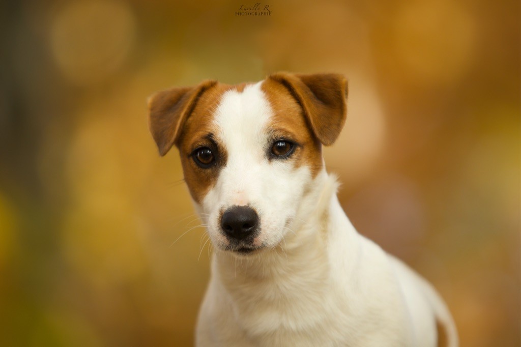 Ruby girl Du Bois De Capsil