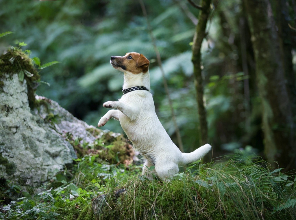 nimble tail Emeraude