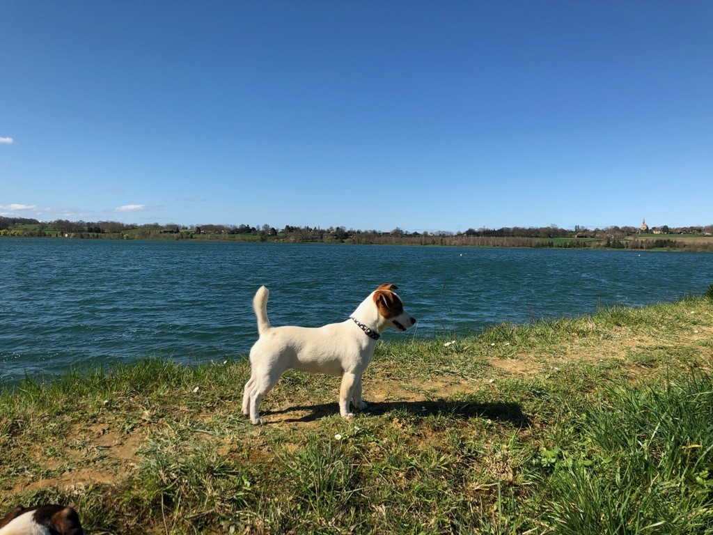 Ruby girl Du Bois De Capsil