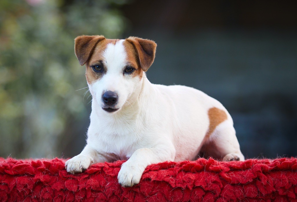 Ruby girl Du Bois De Capsil