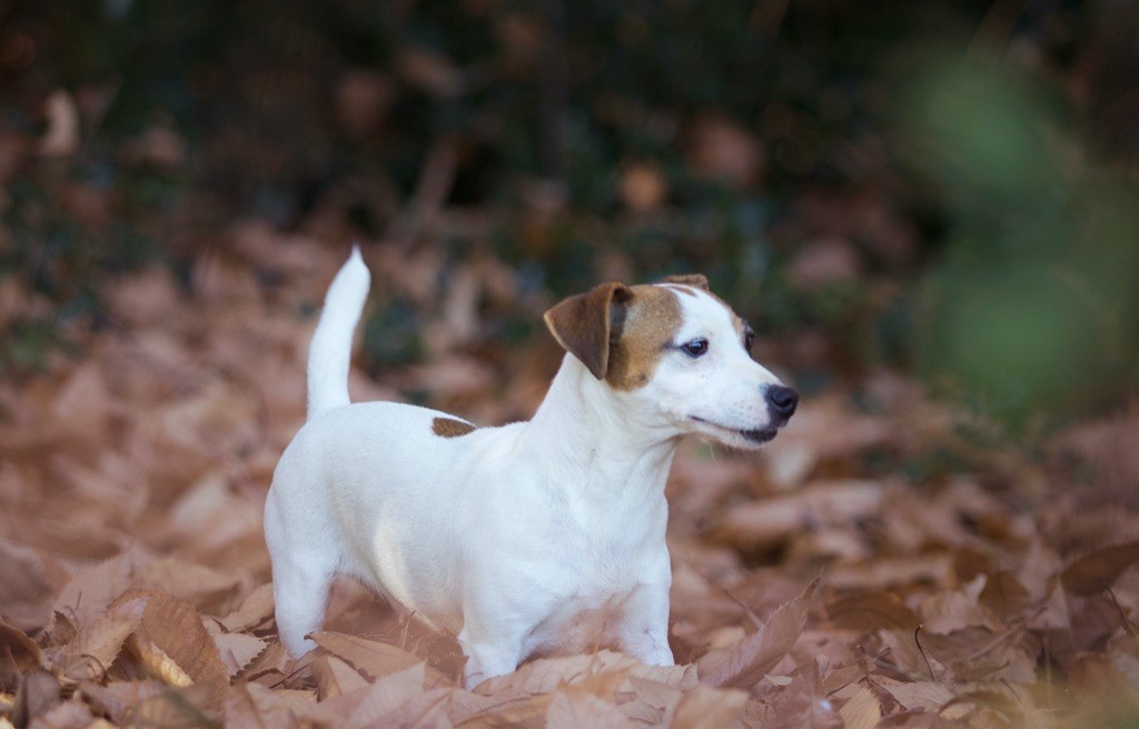 Noisette Du Bois De Capsil