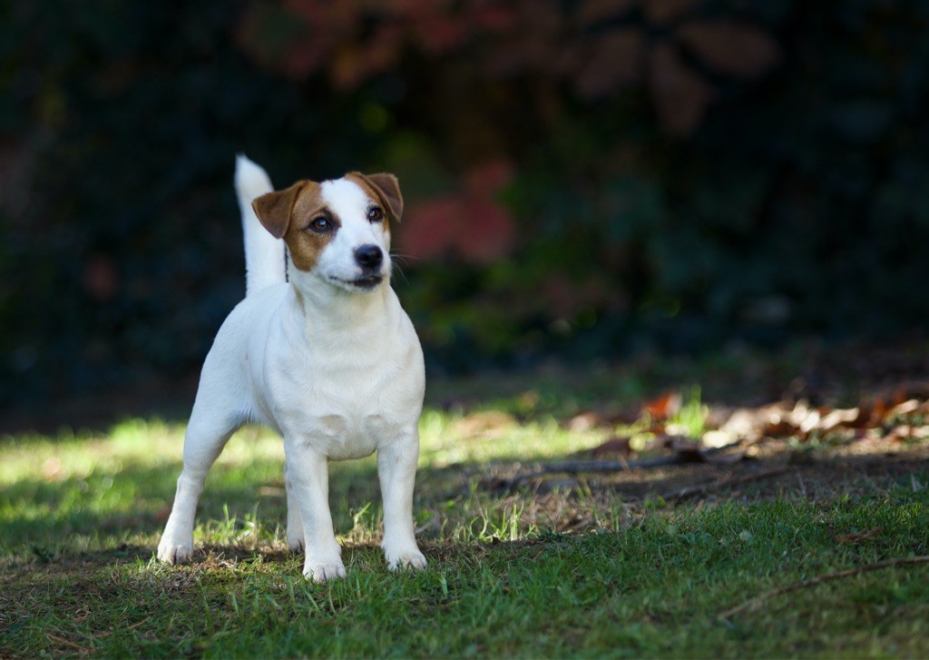 Ruby girl Du Bois De Capsil