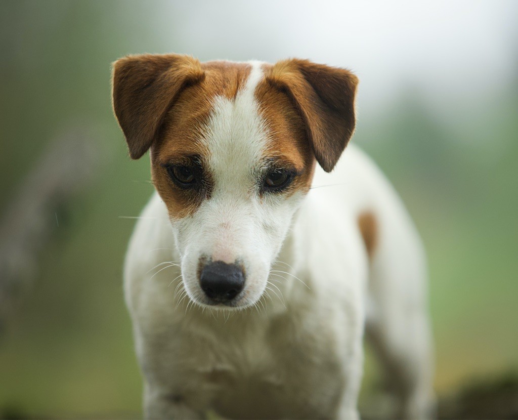 Ruby girl Du Bois De Capsil