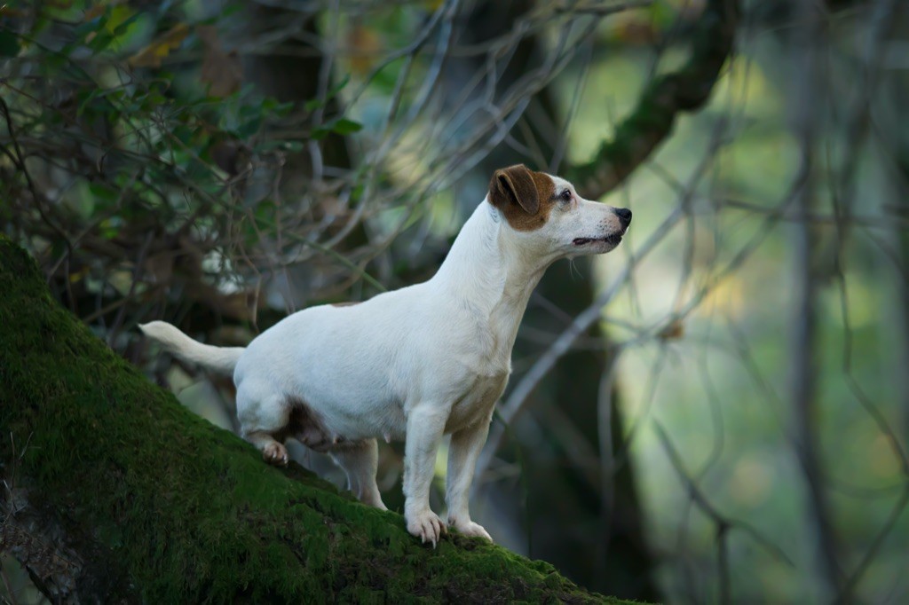 Noisette Du Bois De Capsil