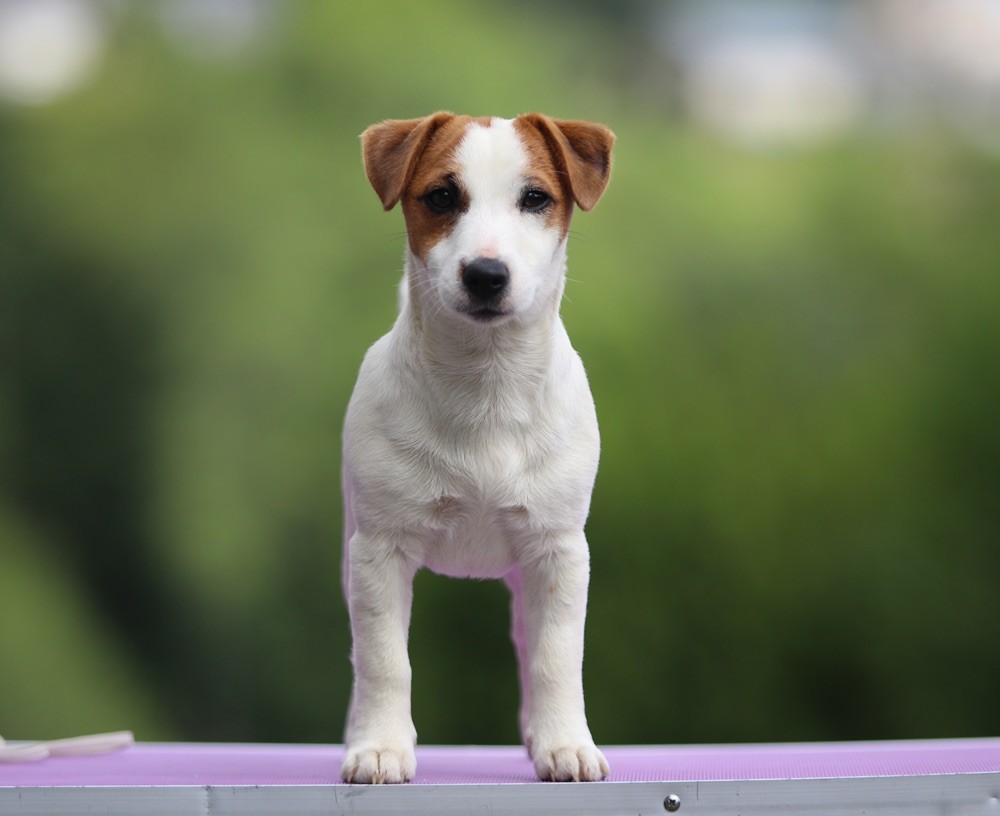 Ruby girl Du Bois De Capsil