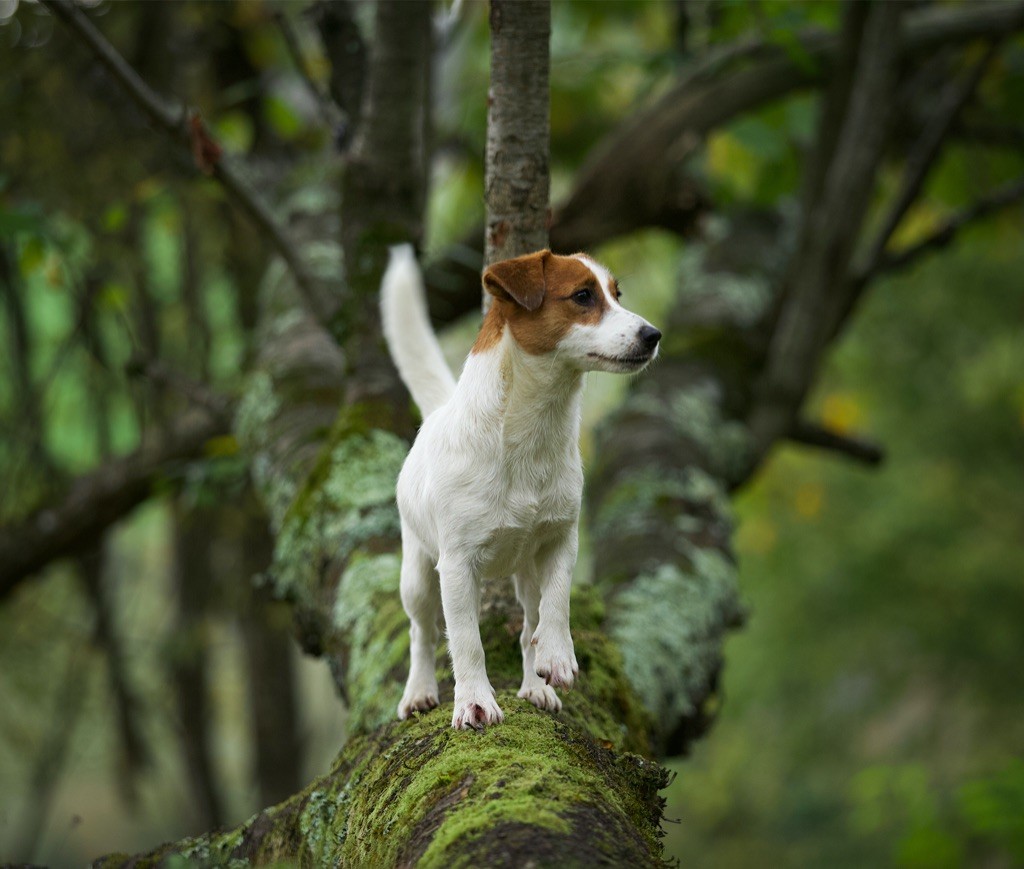 nimble tail Emeraude