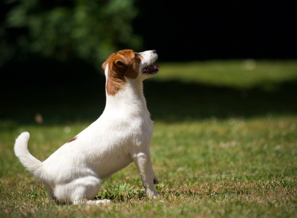 nimble tail Emeraude