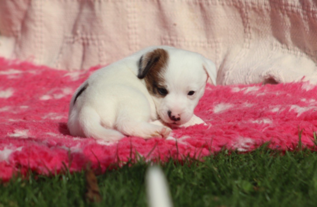 Du Bois De Capsil - Chiot disponible  - Jack Russell Terrier