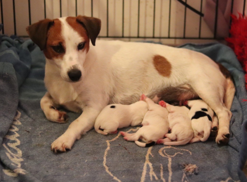 chiot Jack Russell Terrier Du Bois De Capsil