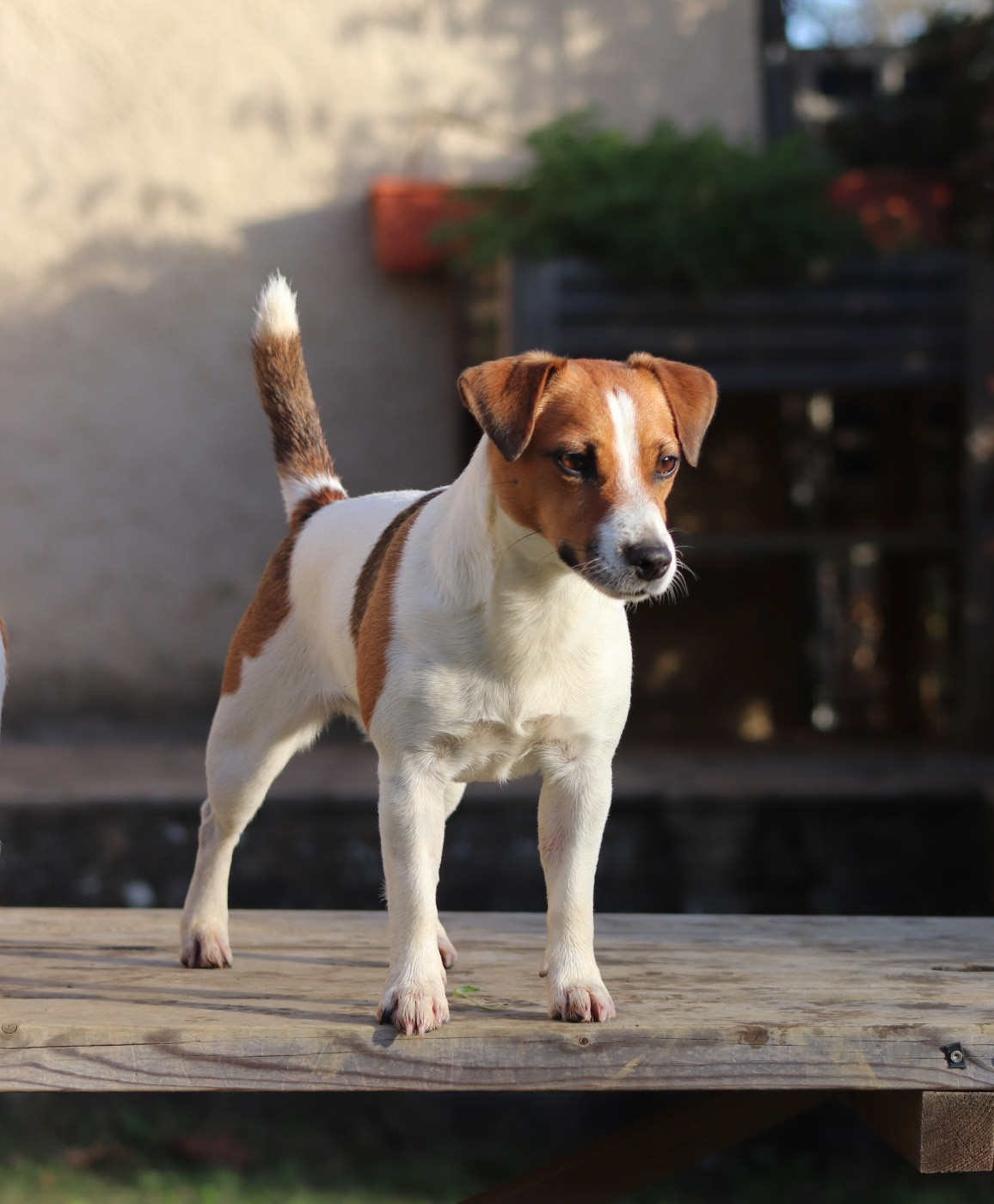 Ursula andress Du Bois De Capsil