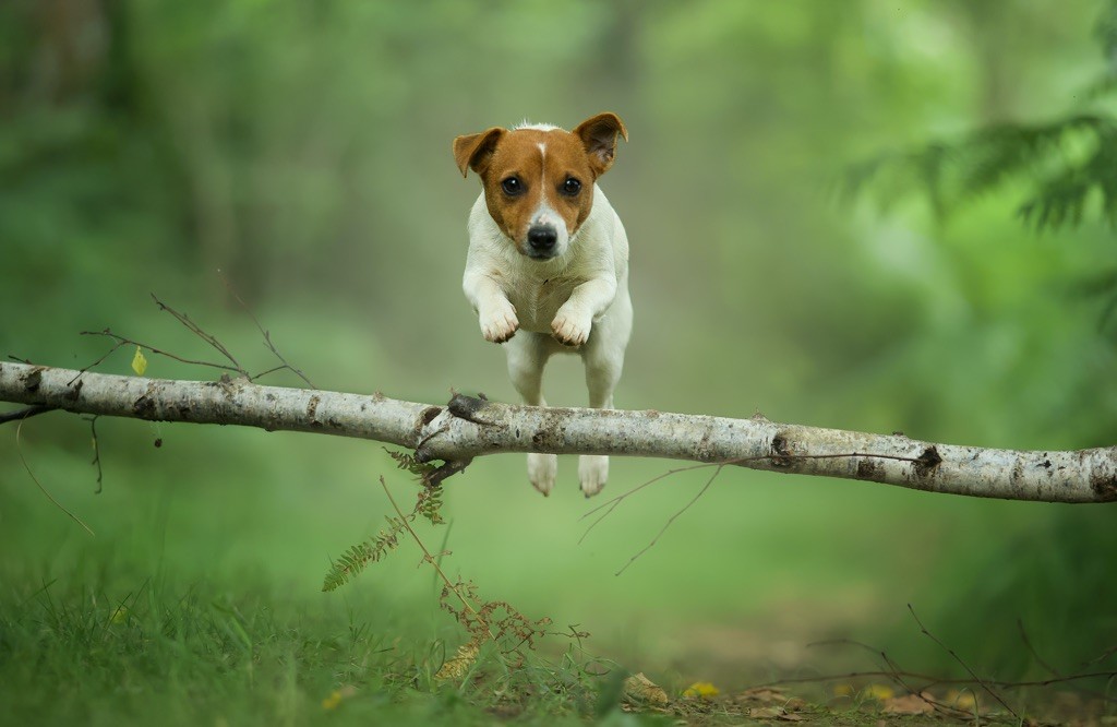 JUMP !!!