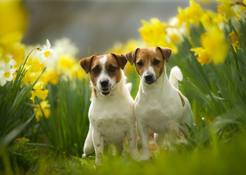 Couleurs jonquilles