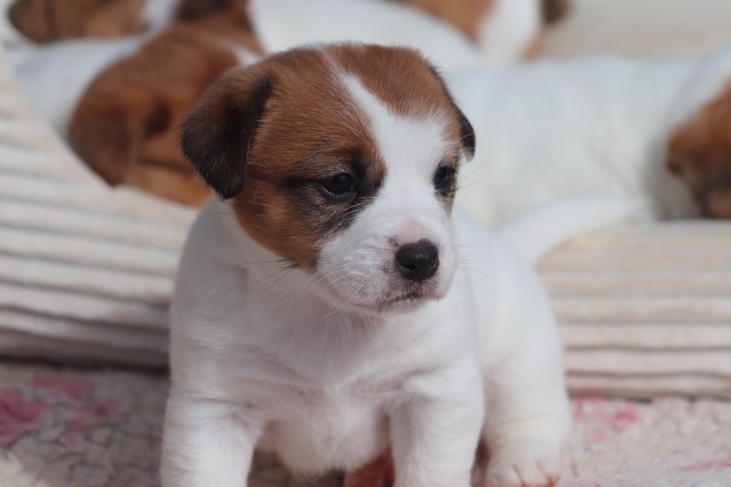 Du Bois De Capsil - Chiots disponibles - Jack Russell Terrier