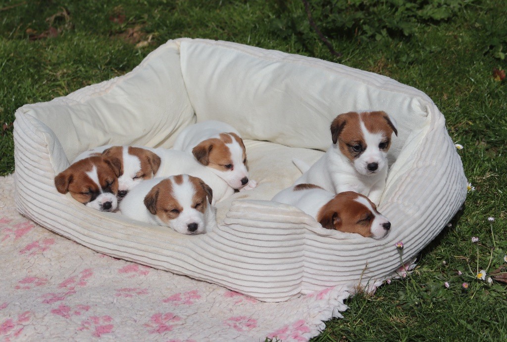 Chiot Jack Russell Terrier Du Bois De Capsil