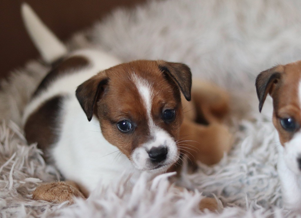 Du Bois De Capsil - Jack Russell Terrier - Portée née le 29/08/2025