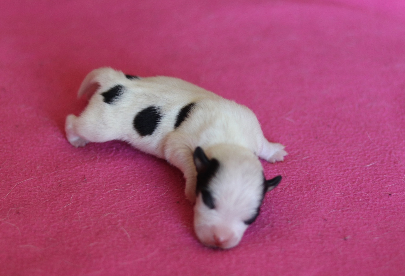 Du Bois De Capsil - Chiots disponibles - Jack Russell Terrier