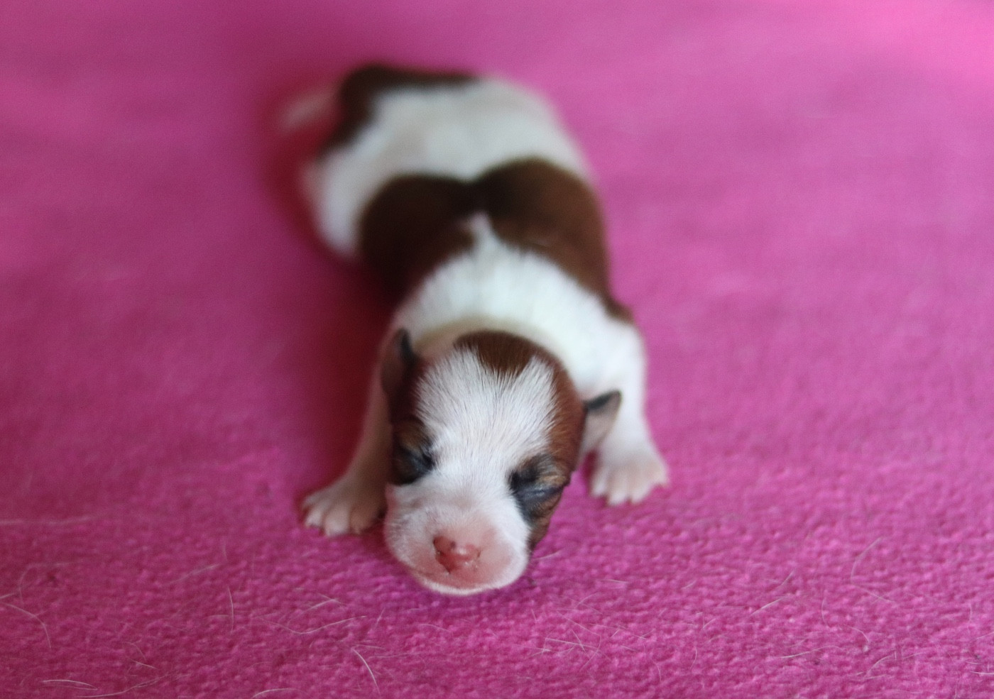 Du Bois De Capsil - Chiots disponibles - Jack Russell Terrier