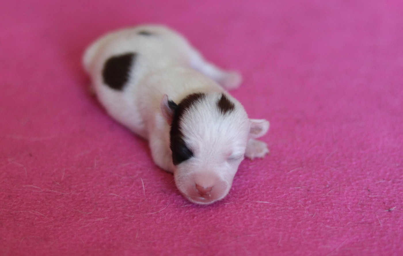 Du Bois De Capsil - Chiots disponibles - Jack Russell Terrier