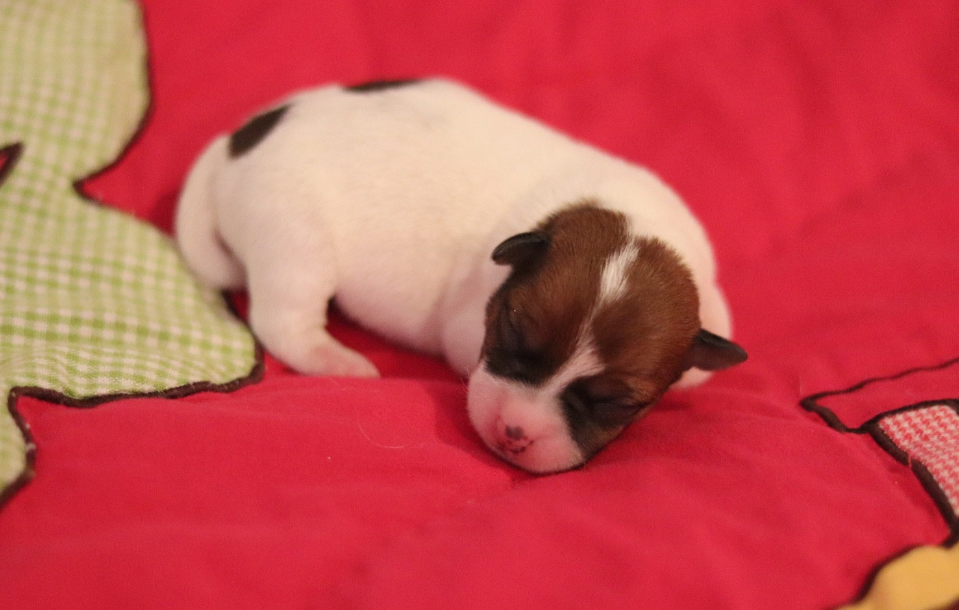 Du Bois De Capsil - Chiots disponibles - Jack Russell Terrier