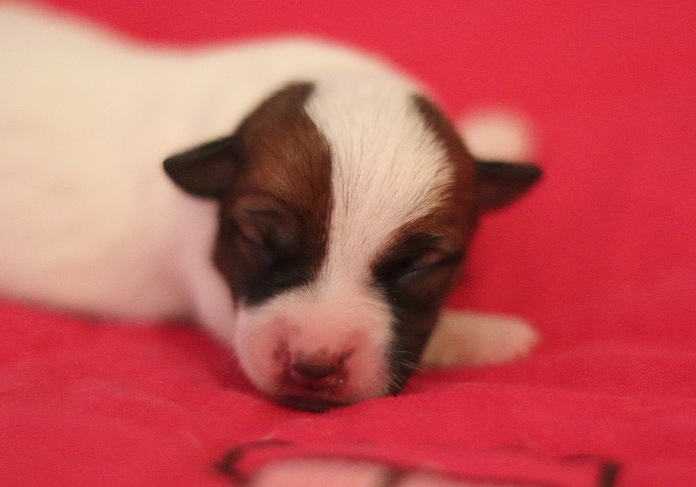 Du Bois De Capsil - Chiots disponibles - Jack Russell Terrier