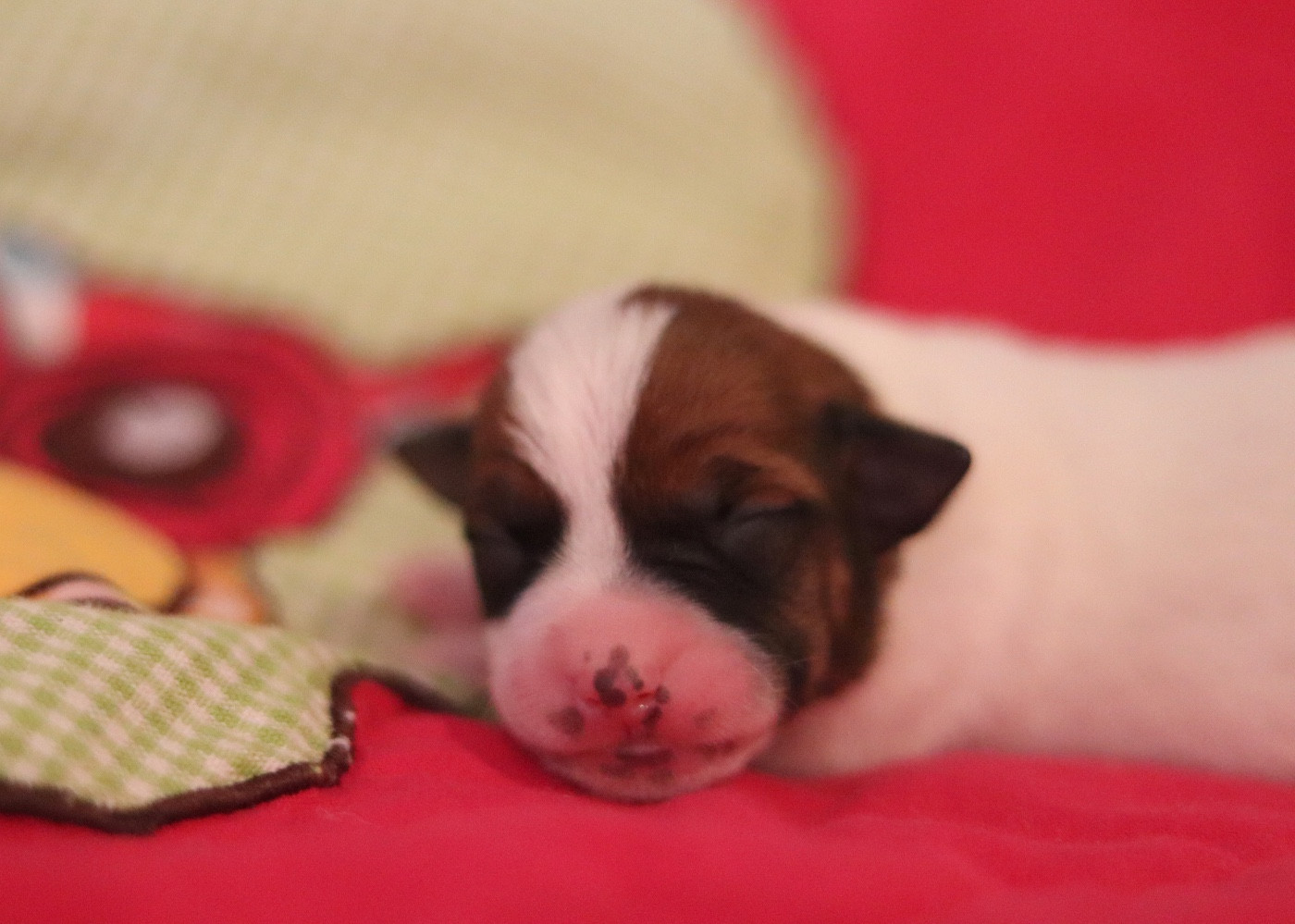 Du Bois De Capsil - Chiots disponibles - Jack Russell Terrier
