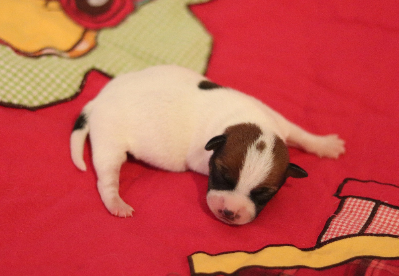 Du Bois De Capsil - Chiots disponibles - Jack Russell Terrier