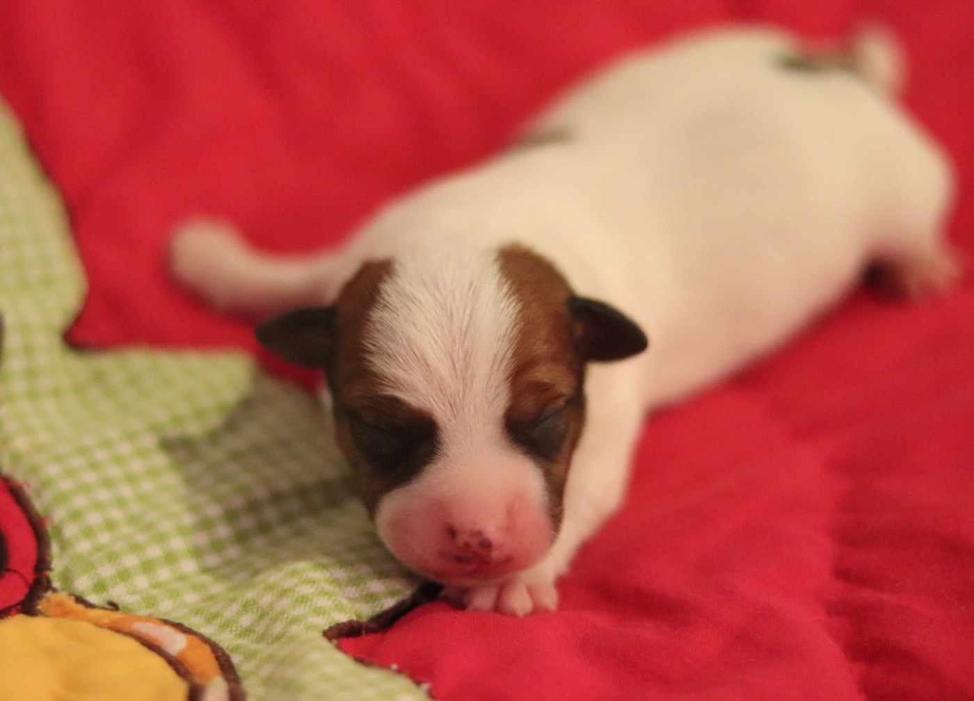 Du Bois De Capsil - Chiots disponibles - Jack Russell Terrier