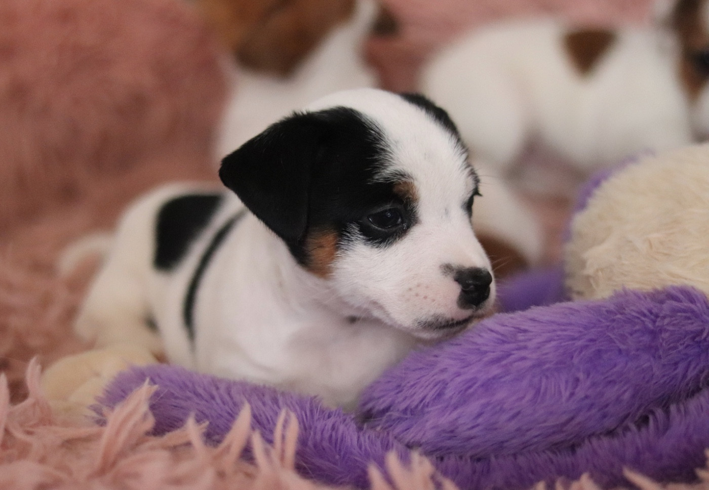 Du Bois De Capsil - Chiots disponibles - Jack Russell Terrier