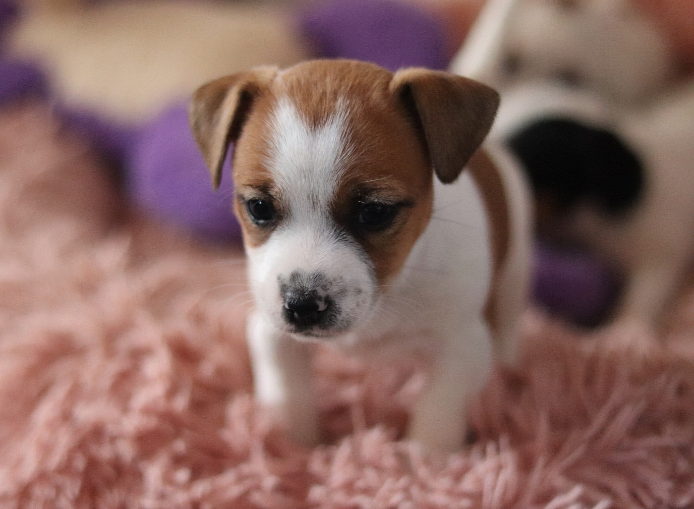 Du Bois De Capsil - Chiots disponibles - Jack Russell Terrier