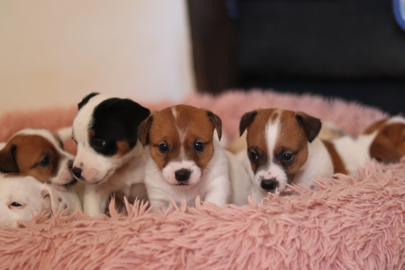Du Bois De Capsil - Jack Russell Terrier - Portée née le 05/12/2025