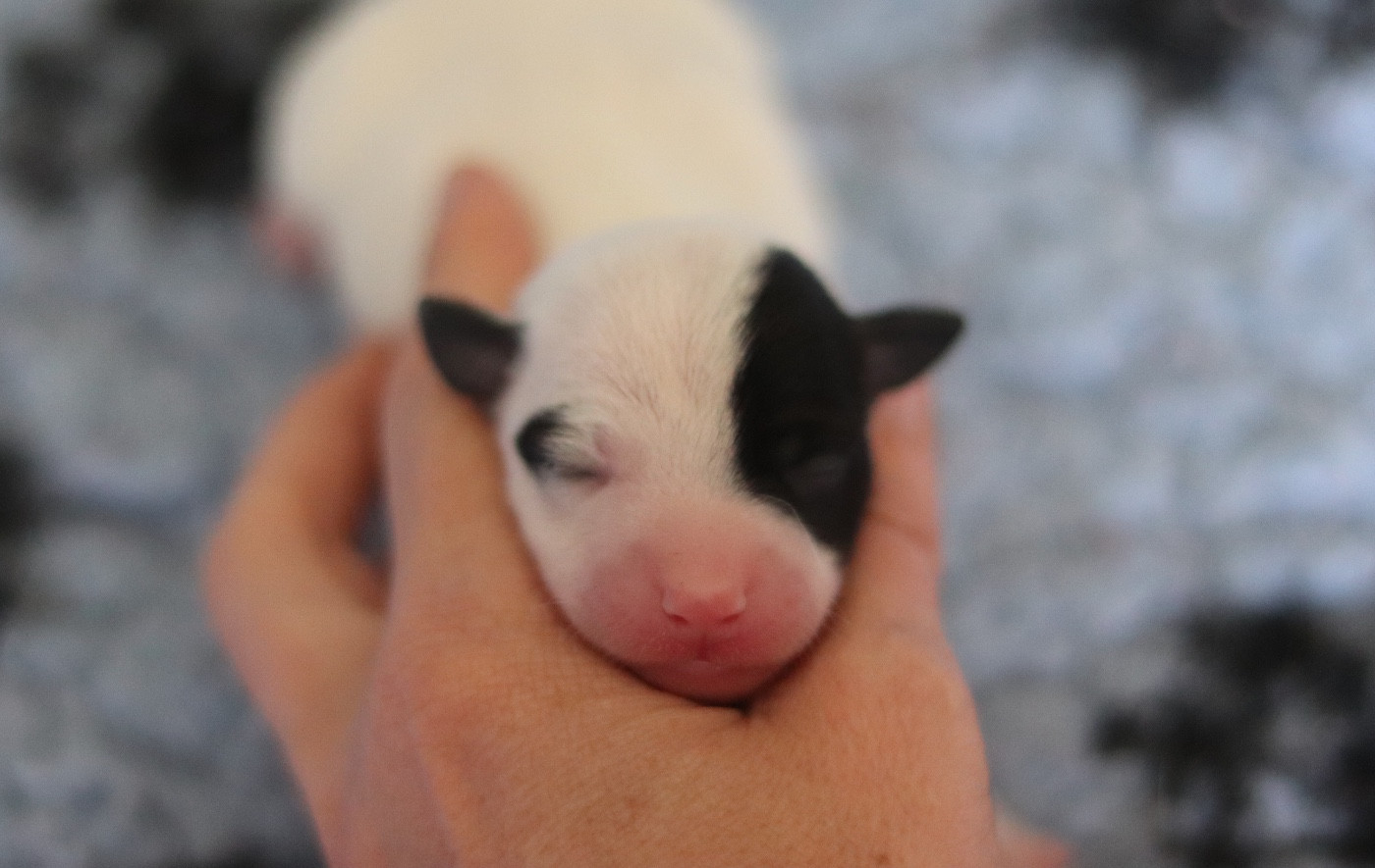 Du Bois De Capsil - Chiots disponibles - Jack Russell Terrier