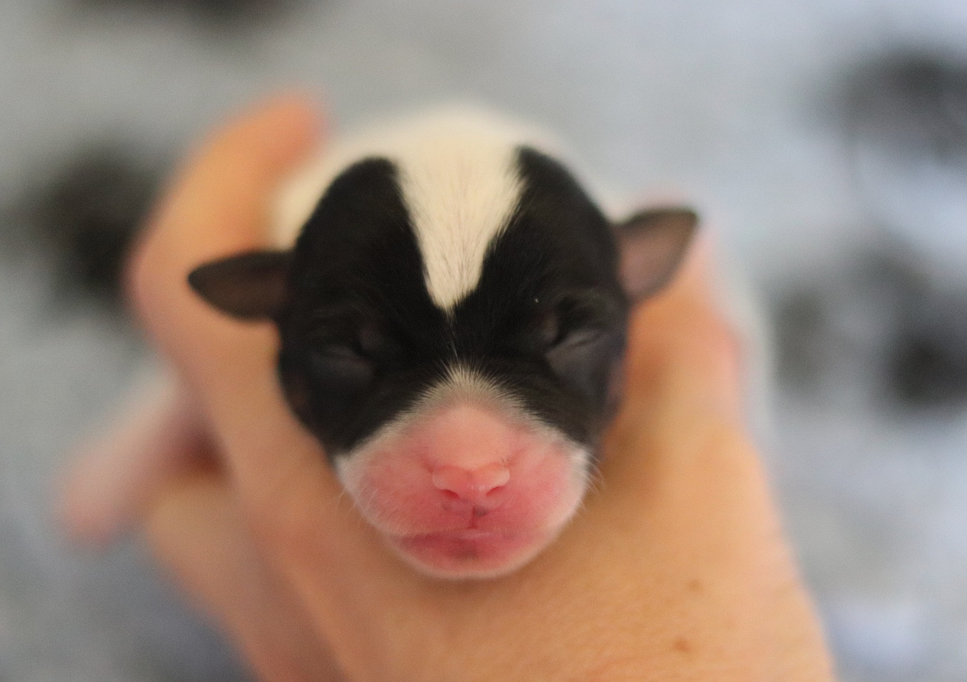 Du Bois De Capsil - Chiots disponibles - Jack Russell Terrier