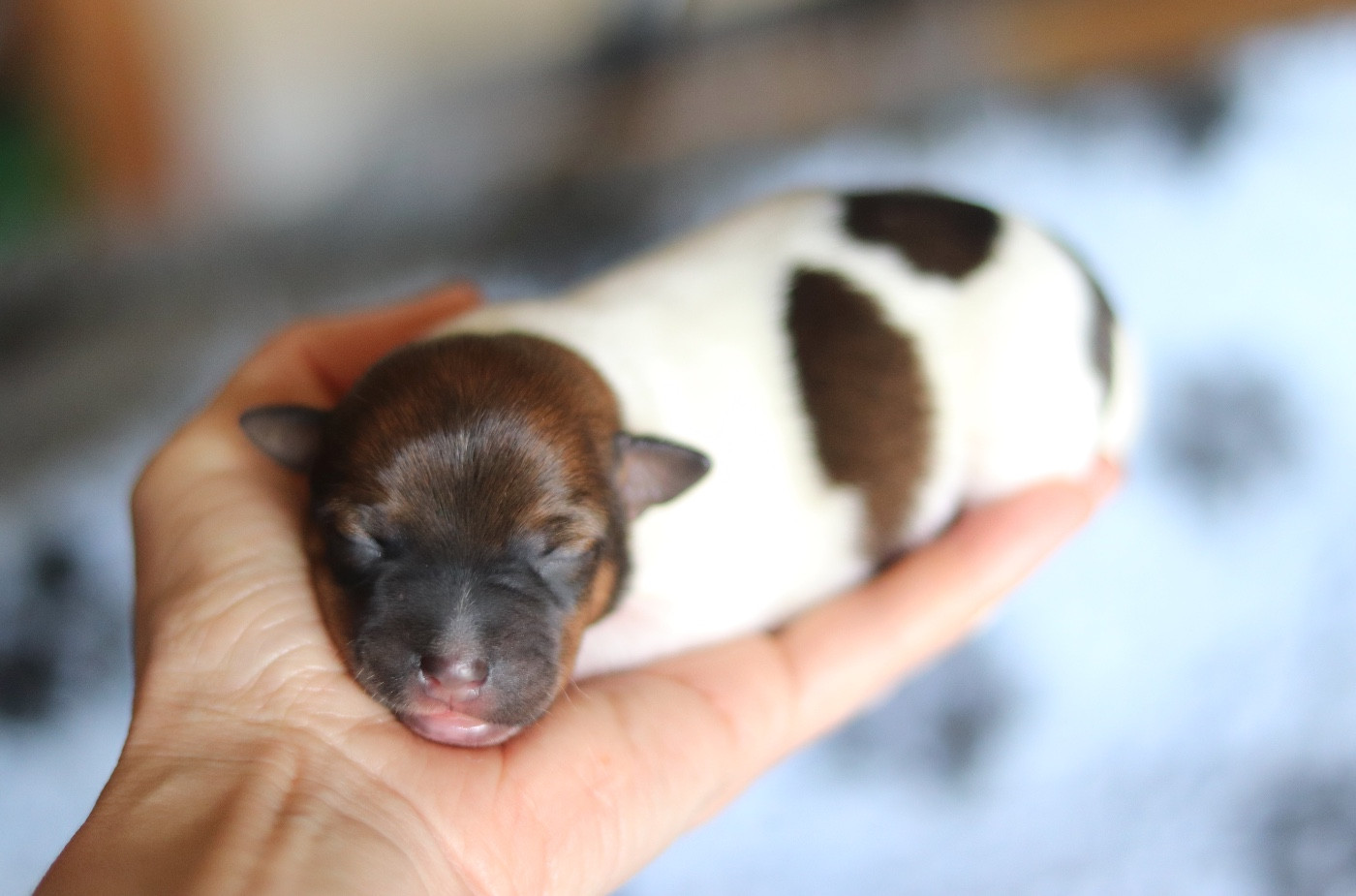 Du Bois De Capsil - Chiots disponibles - Jack Russell Terrier