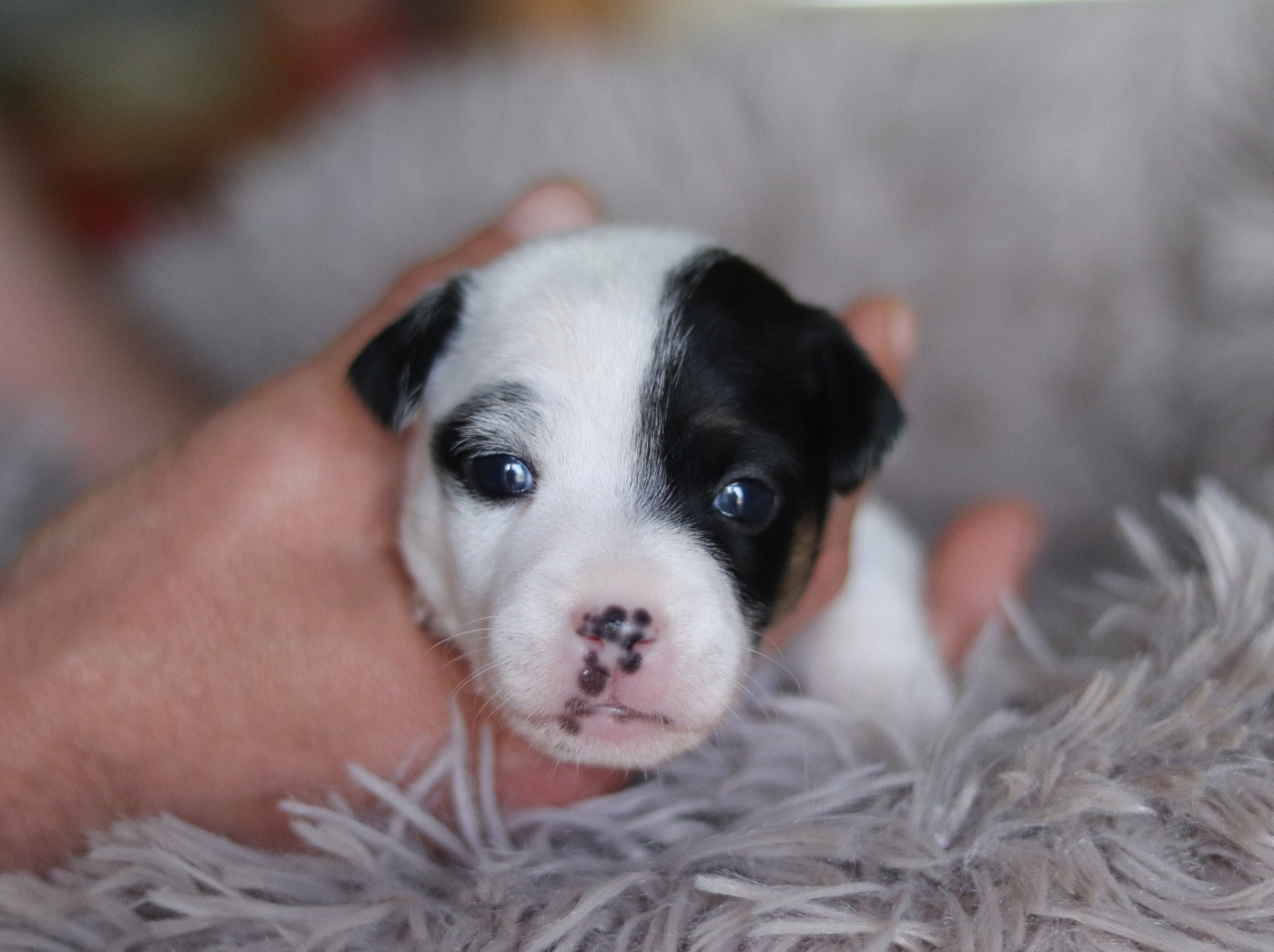 Du Bois De Capsil - Chiots disponibles - Jack Russell Terrier