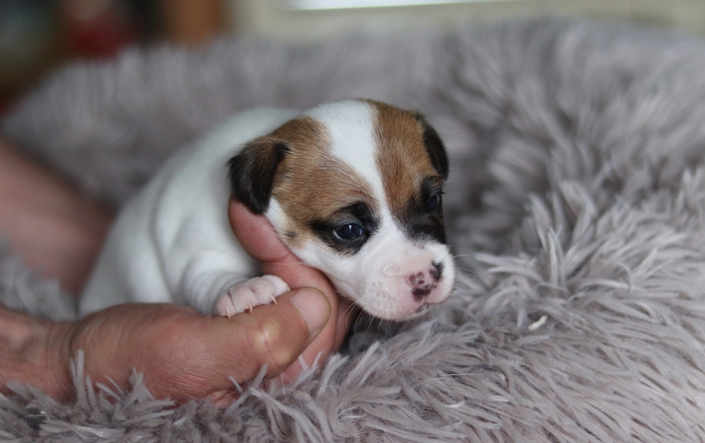 Du Bois De Capsil - Chiots disponibles - Jack Russell Terrier