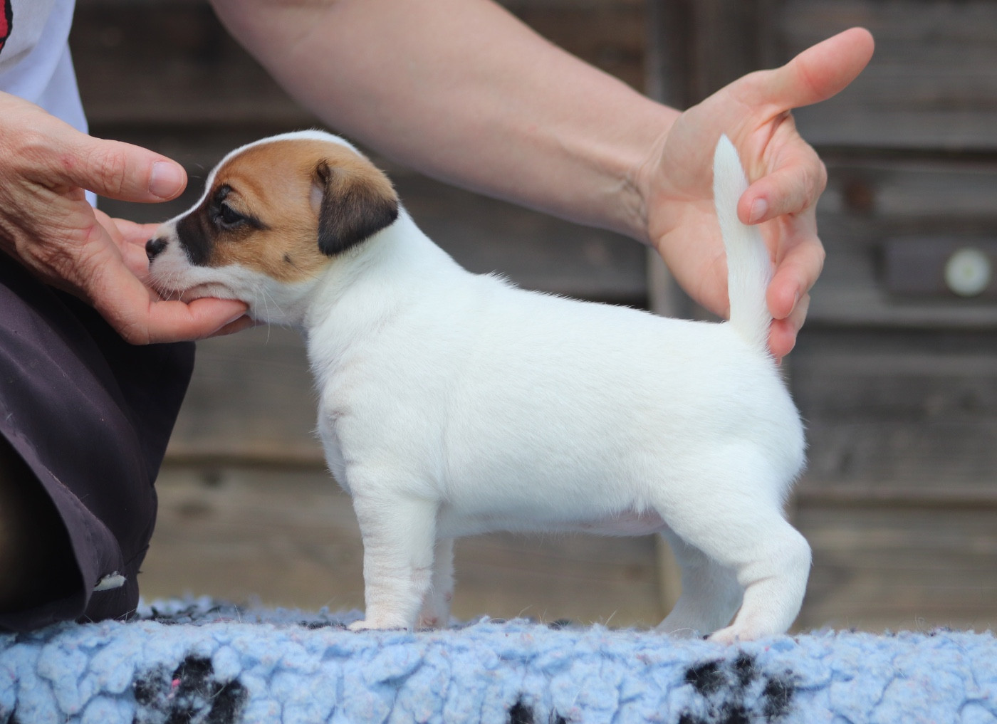 Du Bois De Capsil - Chiots disponibles - Jack Russell Terrier
