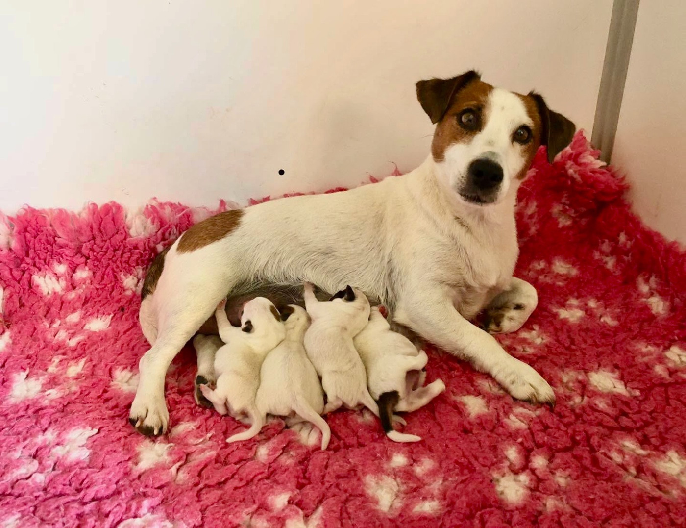 Chiot Jack Russell Terrier Du Bois De Capsil