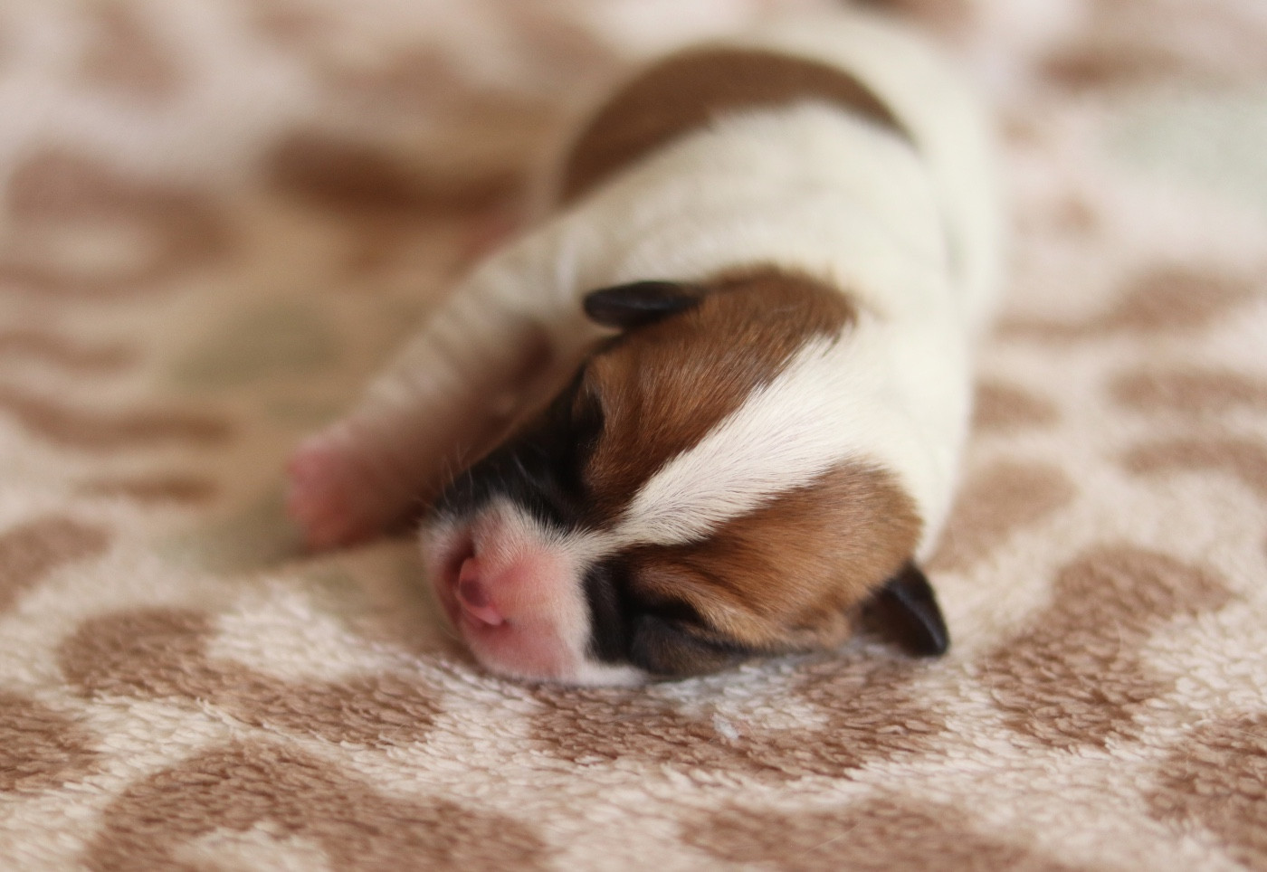 Du Bois De Capsil - Chiots disponibles - Jack Russell Terrier