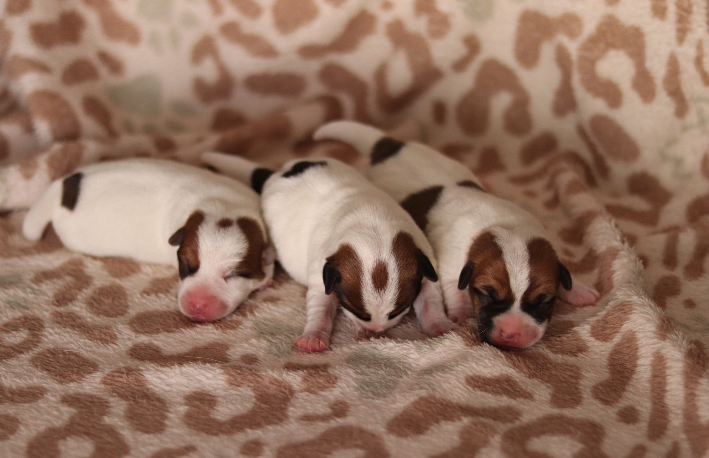 Chiot Jack Russell Terrier Du Bois De Capsil