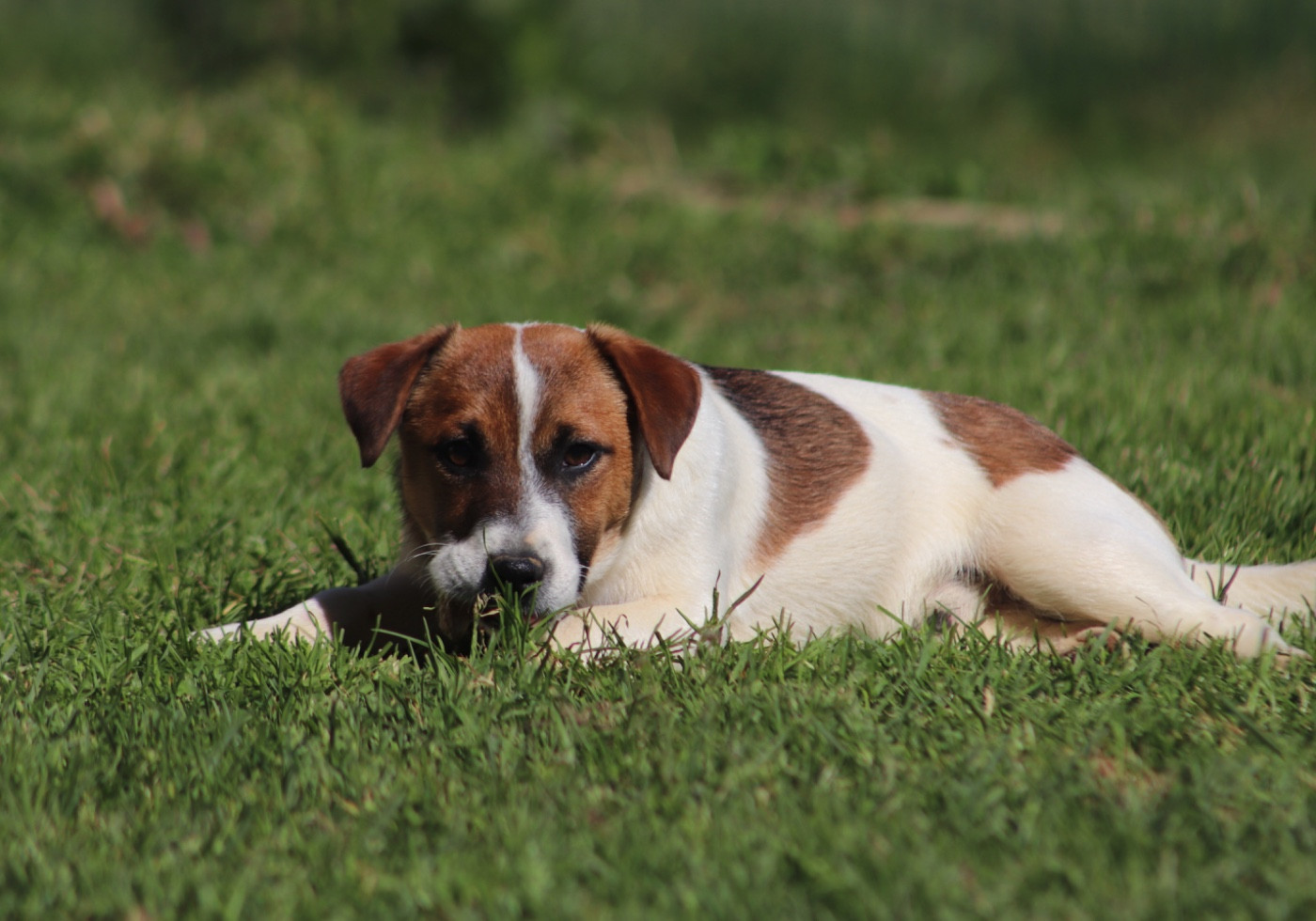 Du Bois De Capsil - Chiots disponibles - Jack Russell Terrier