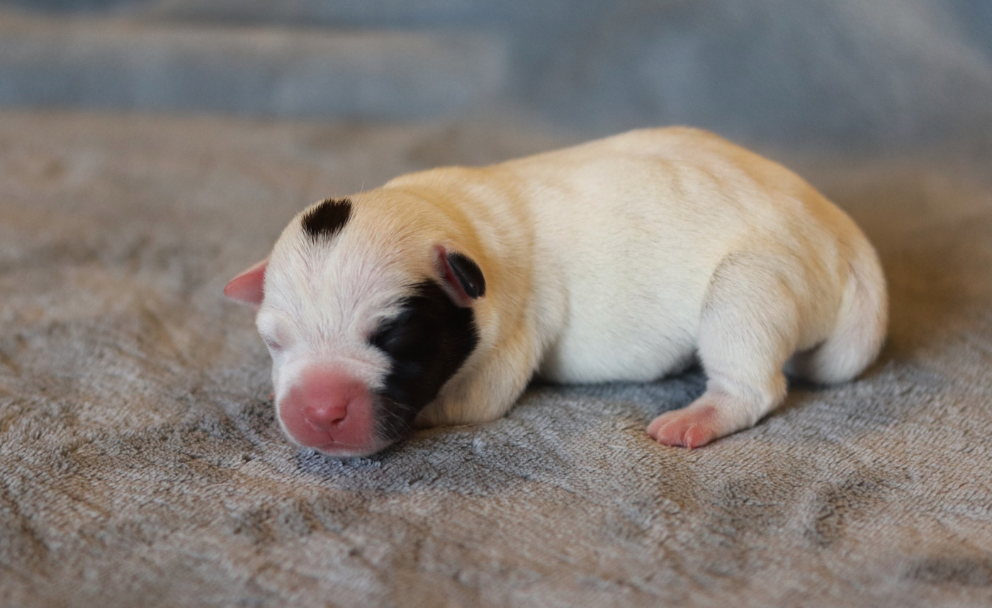 Du Bois De Capsil - Chiots disponibles - Jack Russell Terrier