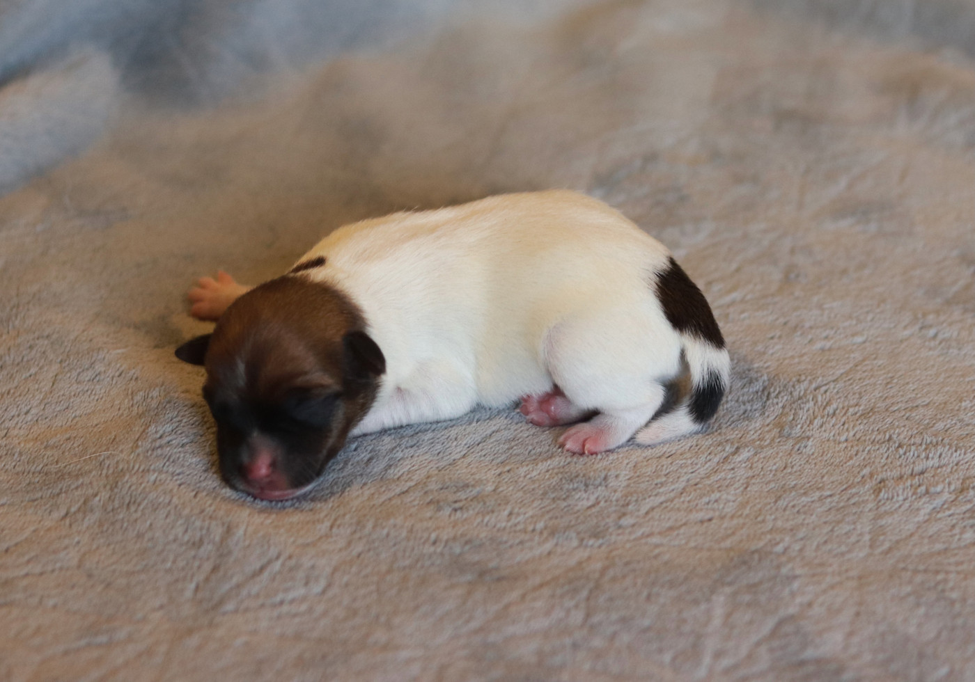 Du Bois De Capsil - Chiots disponibles - Jack Russell Terrier